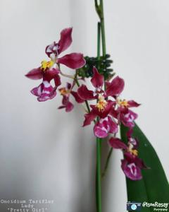 Oncidium Tariflor Lady