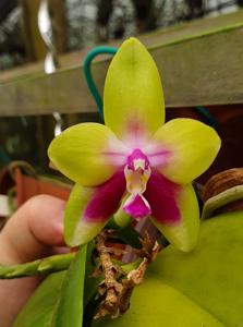 Phalaenopsis KS Happy Eagle