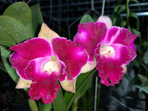 Rhyncholaeliocattleya Varut Mari