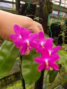 Phalaenopsis Germaine Vincent