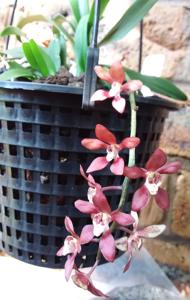 Sarcochilus Otways Sunset