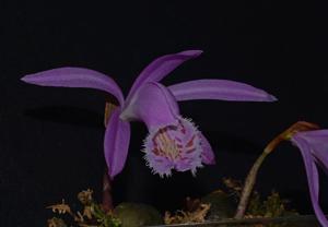 Pleione Barcena