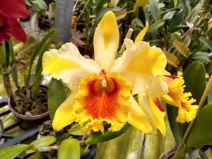 Rhyncholaeliocattleya Suzuki's Golden Stripes