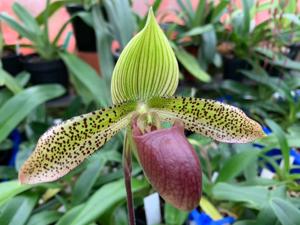 Paphiopedilum Supersuk