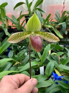 Paphiopedilum Supersuk