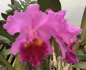 Cattleya Drumbeat