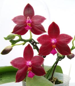 Phalaenopsis Chienlung Sunshine