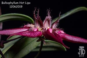 Bulbophyllum Hot Lips