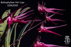 Bulbophyllum Hot Lips