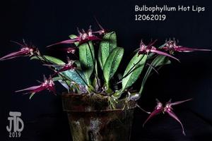 Bulbophyllum Hot Lips