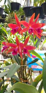 Cattleya Zip