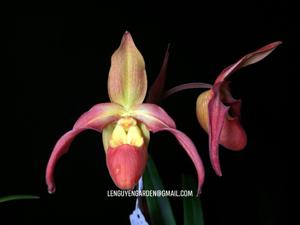 Phragmipedium Nicholle Tower