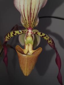 Paphiopedilum Berenice