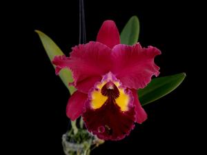 Rhyncholaeliocattleya Chialin Beauty