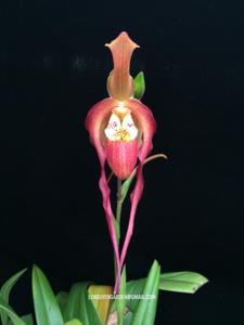 Phragmipedium China Dragon