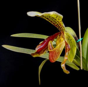 Paphiopedilum nitens