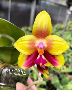 Phalaenopsis AL Green Apple-LD's Bear King