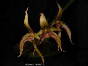 Bulbophyllum Joni Sielaff