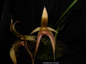 Bulbophyllum Joni Sielaff