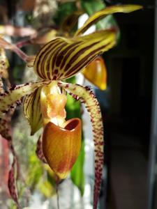 Paphiopedilum Shin-Yi Sanders