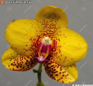 Phalaenopsis ARK's Kaiulani