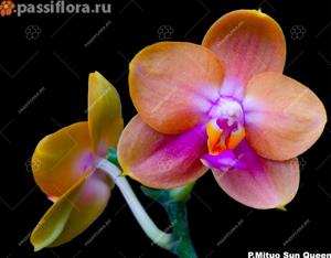 Phalaenopsis Mituo Sun Queen