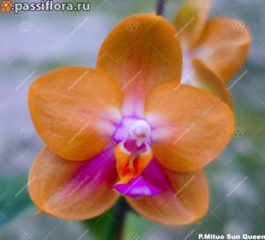 Phalaenopsis Mituo Sun Queen