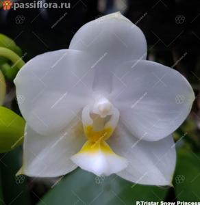 Phalaenopsis Tristar Snow Princess