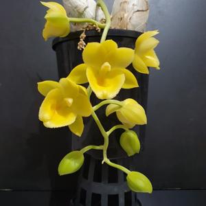 Fredclarkeara Upgrade