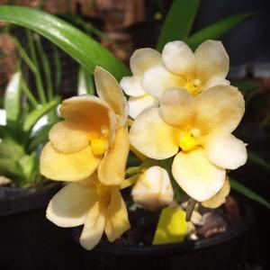 Sarcochilus Kulnura Khaleesi