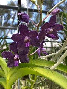 Vanda Paula Zabik