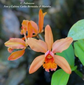 Cattleya Fulvescens