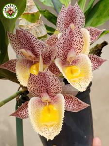 Catasetum Melana Davison