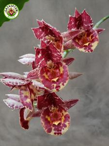 Catasetum Karen Armstrong