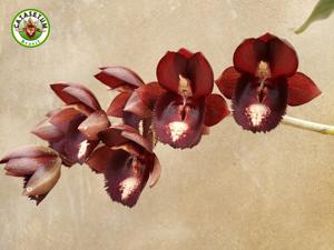 Catasetum Dark Odyssey