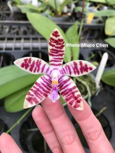 Phalaenopsis SWR Special Ludde