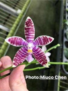 Phalaenopsis SWR Special Ludde