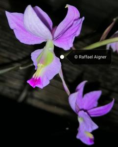 Barkeria Judy Gray-Marsh Mela