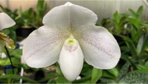 Paphiopedilum In-Charm Grace