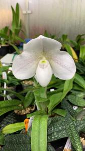 Paphiopedilum In-Charm Grace