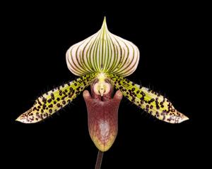 Paphiopedilum Chiara