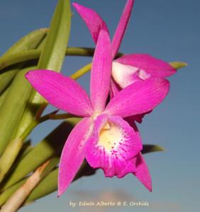 Brassocattleya nodosa-Red Angel