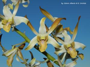 Dendrobium Chan-Chao