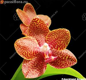 Phalaenopsis Joy Auckland Beauty