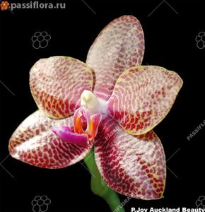 Phalaenopsis Joy Auckland Beauty