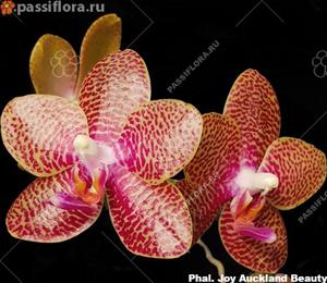 Phalaenopsis Joy Auckland Beauty