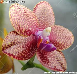 Phalaenopsis Joy Auckland Beauty