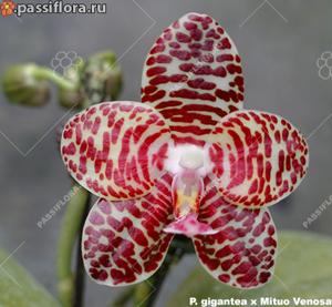 Phalaenopsis A-Liang Gigannosa