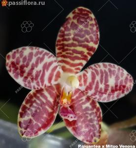 Phalaenopsis A-Liang Gigannosa