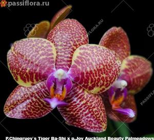 Phalaenopsis Chingruey's Tiger-Joy Auckland Beauty